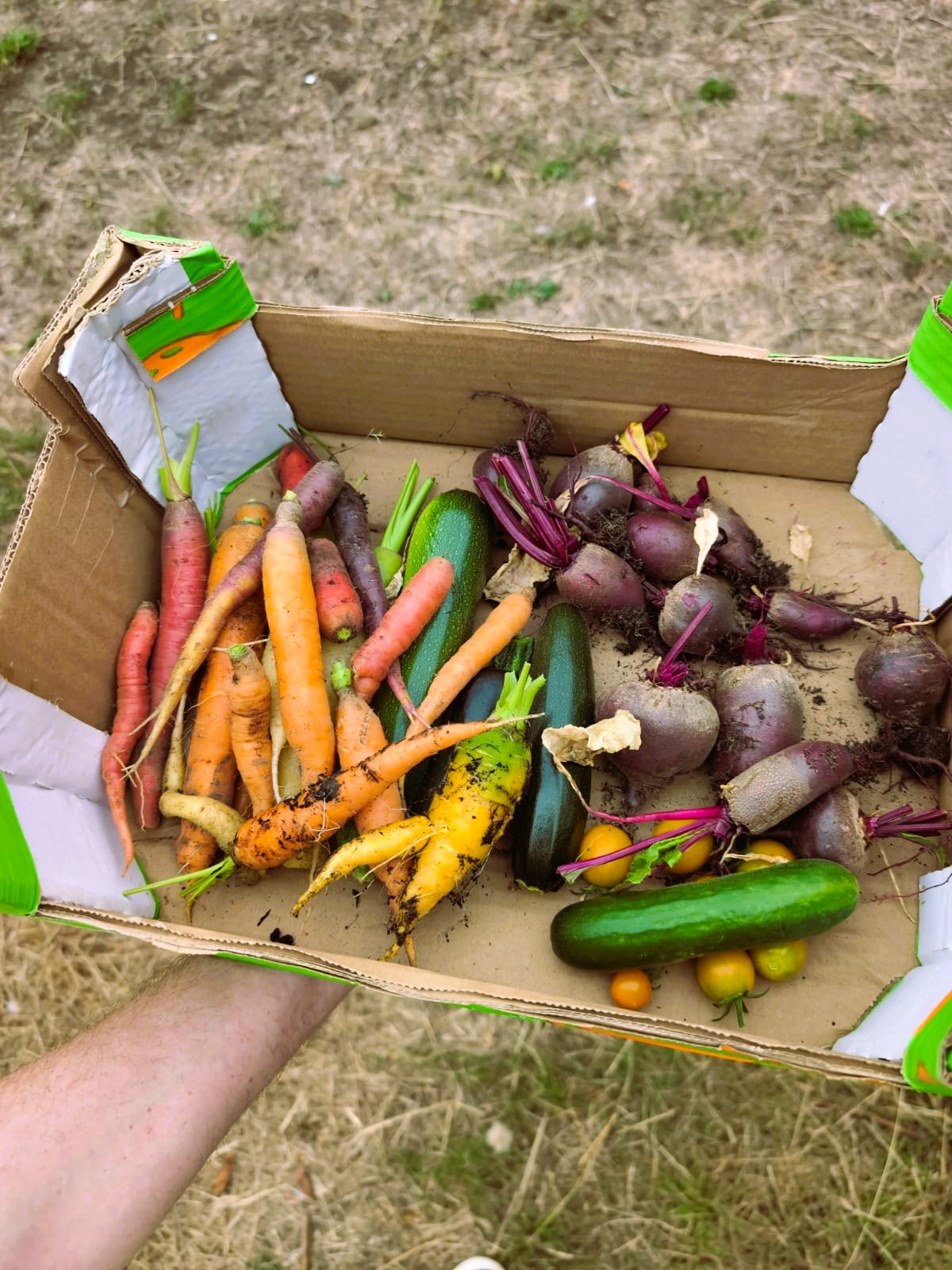 Harvest box